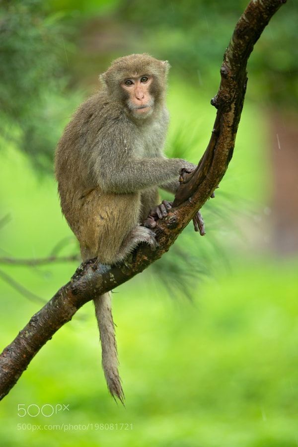 Rhesus Macaque