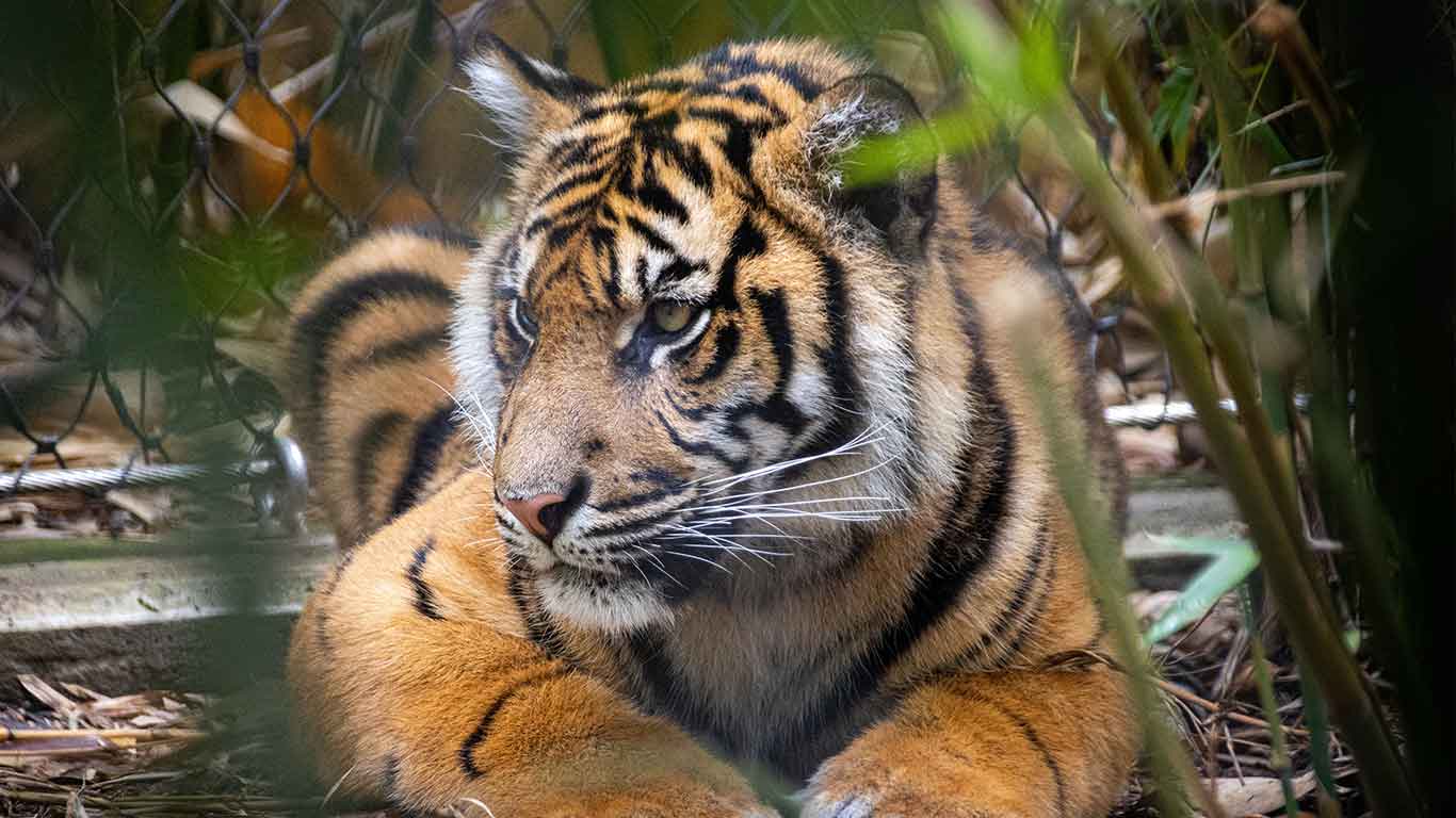 About Maharajbag Zoo